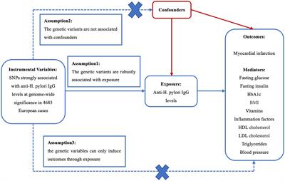 Causality of anti-Helicobacter pylori IgG levels on myocardial infarction and potential pathogenesis: a Mendelian randomization study